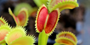 4€ de réduction sur Dionaea muscipula "