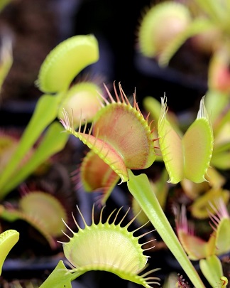 Dionaea muscipula