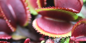 -20% sur Dionaea red sawtooth - Bohemian garnet