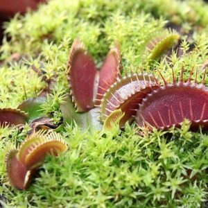 Dionaea Akai ryu : une plante carnivore haute en couleur : image à la une