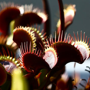 Lumière sur Dionaea ‘Akai Ryu’ : image à la une