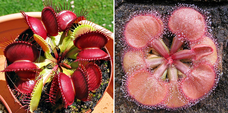 	
La célèbre plante carnivore Dionaea muscipula ressemble étrangement à une autre plante carnivore : la plante à glu Drosera falconeri. Image et explications...