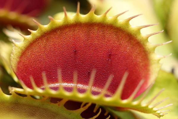 Piège de Dionaea muscipula