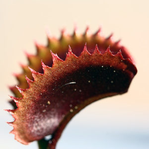 Lumière sur Dionaea ‘Red Piranha’ : image à la une