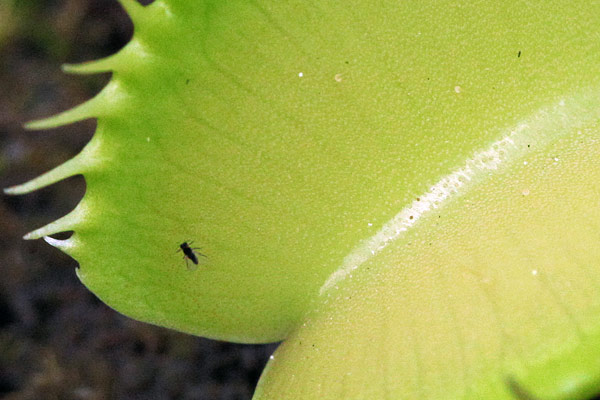 Petit insecte dans un grand piège ne risque rien!