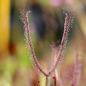 Drosera binata : biologie, particularités et culture : image à la une