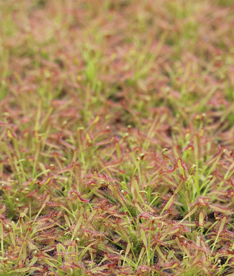 Drosera capensis en culture