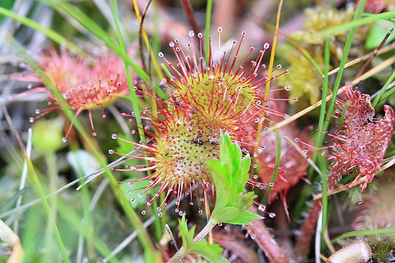 drosera rotundifolia