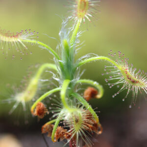 Un Drosera pygmée : Drosera scorpioides : image à la une