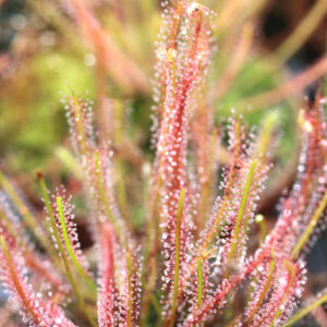 Drosera x hybrida : Un hybride carnivore fascinant : image à la une