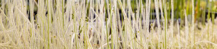 Longues tiges filiformes de Drosera couvertes de tentacules gluants