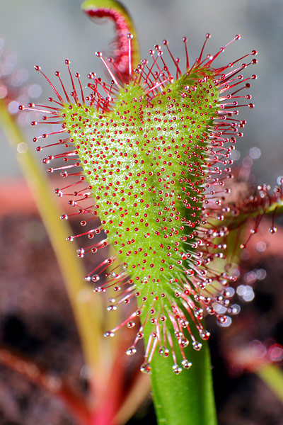 Drosera capensis malformé