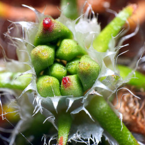 Drosera scorpioide : Des gemmes sur pied : image à la une