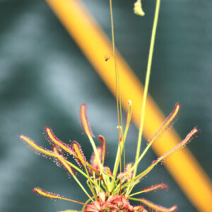 La magie des duos végétaux : Pensées pour réussir ! : image à la une