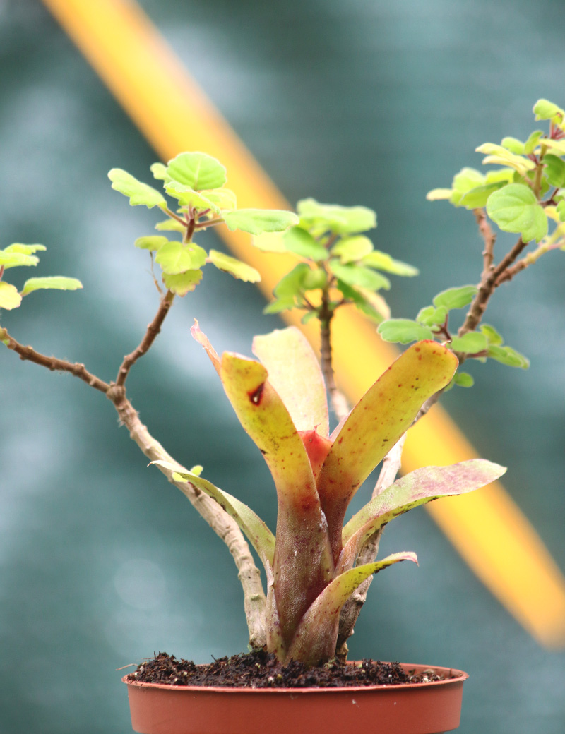 Duo de Plectranthus ernestii et Neoregelia Narziss qui se cultivent très bien ensemble