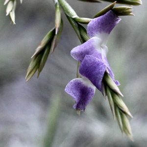 Tillandsia duratii enfin fleuris : image à la une