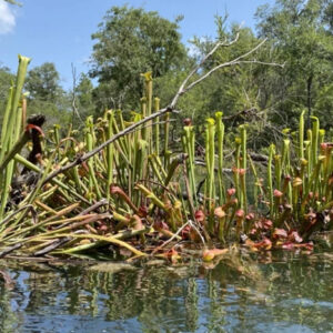 Quelle eau utiliser pour les plantes carnivores ? : image à la une