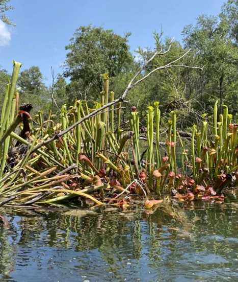 Sarracenia rubra dans son milieu naturel