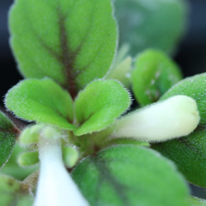Episcia Dianthiflora : Beauté végétale en intérieur : image à la une