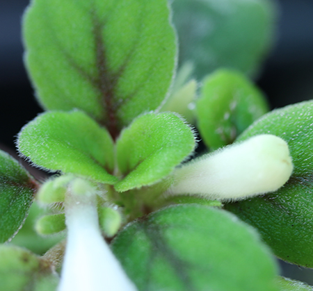 Episcia (Alsobia) dianthiflora prête à fleurir