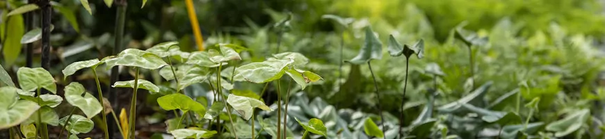 Toutes les plantes exotiques et de terrarium vendues sur Karnivores.com