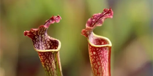 -20% sur Sarracenia farnhamii