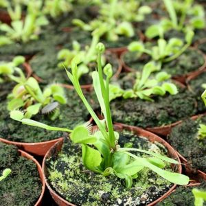 « Fausse viviparité » sur Dionaea muscipula : image à la une