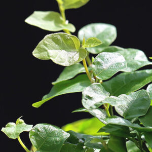 Ficus pumila : culture, entretien et conseils : image à la une