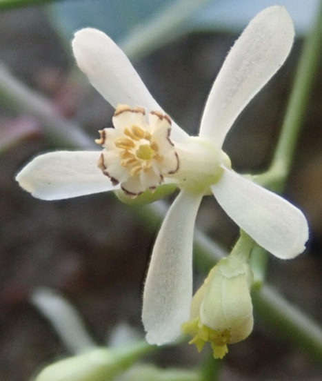 Fleur de neem