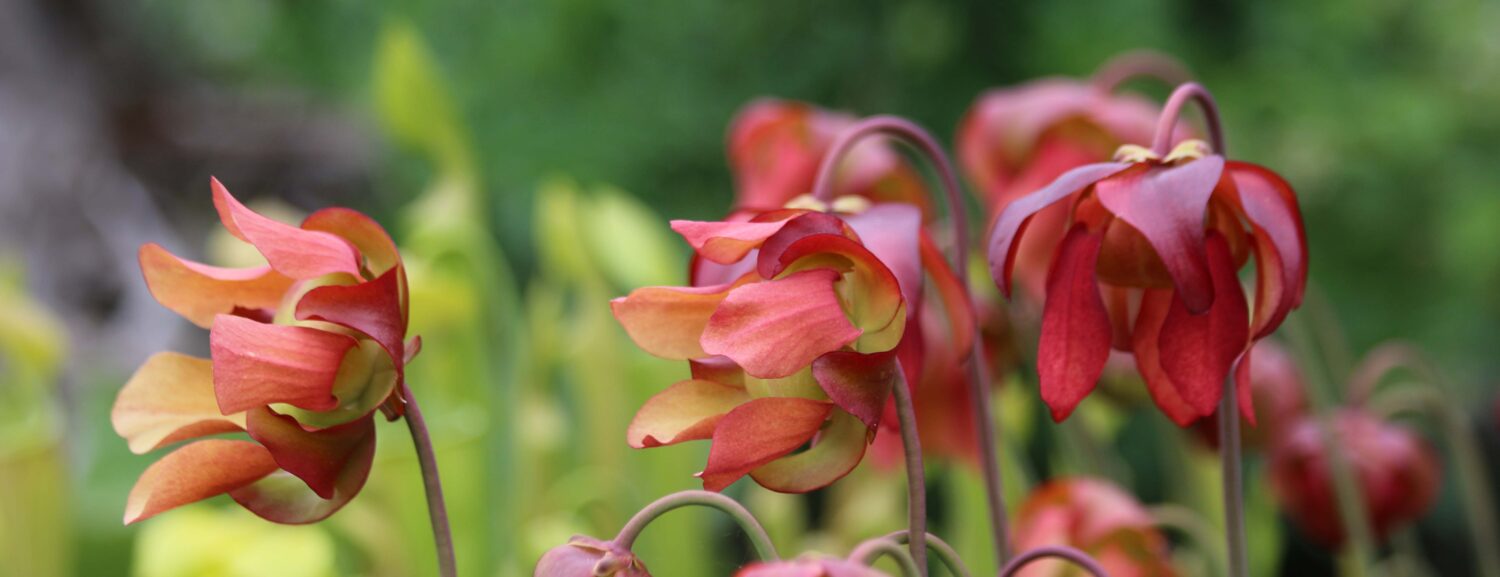 Fleurs de sarracenia, savoir comment et quand les couper.