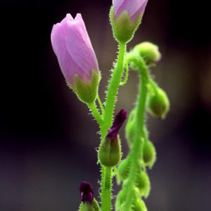 Les fleurs éphémères de Drosera capensis : image à la une