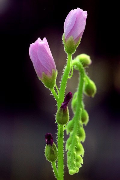 Fleurs de Drosera capensis en milieu d'après-midi