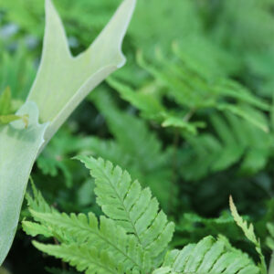 Fougères en terrarium fermé : guide complet : image à la une