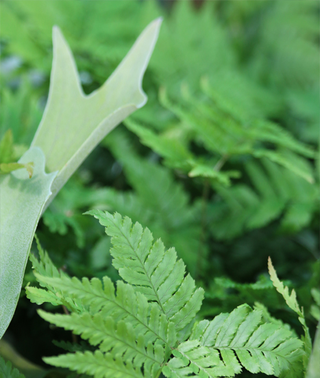 Les fougères en terrarium fermé par Karnivores