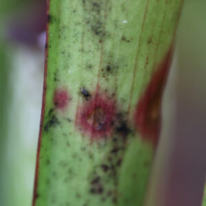 Fumagine sur Sarracenia : comprendre, traiter et prévenir : image à la une