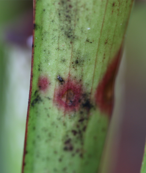 Sarracenia présentant de la fumagine noire sur ses urnes