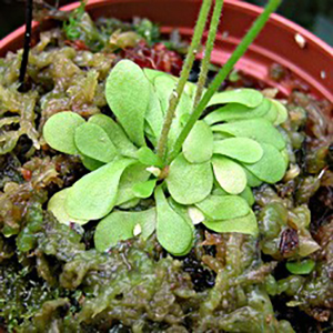 Plante carnivore Genlisea