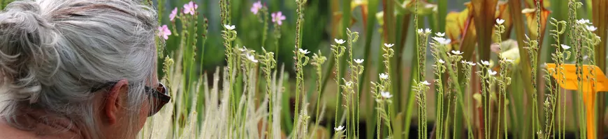 Tous les conseils de culture pour plantes carnivores et toutes les plantes vendues par les pépinières Karnivores