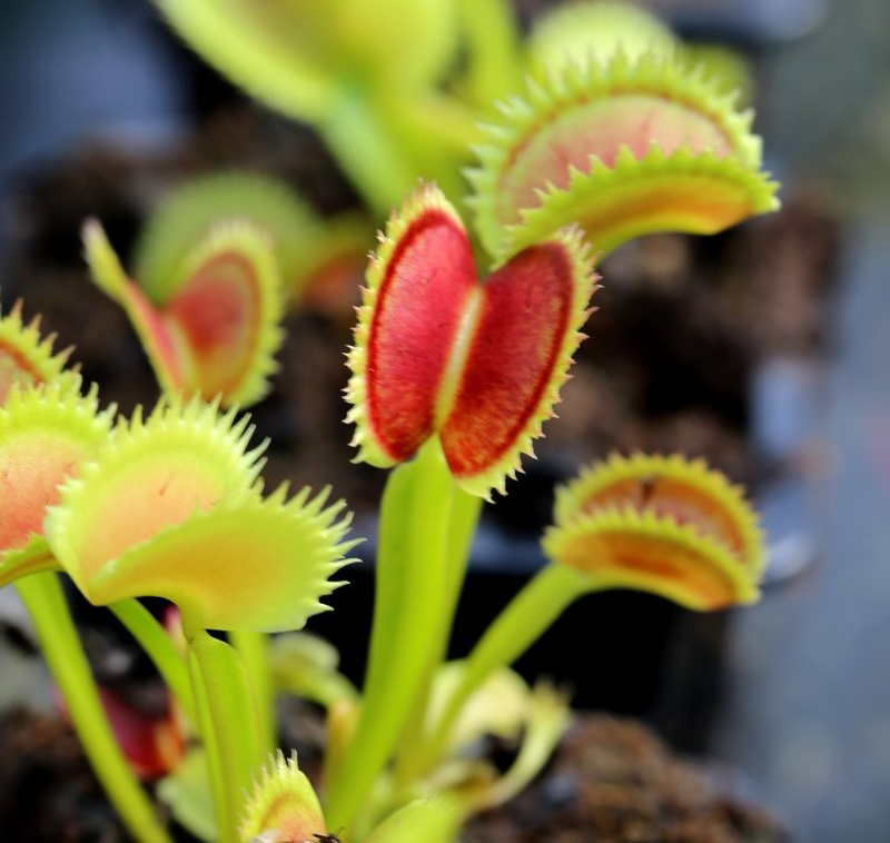 dionaea-muscipula-uk-sawtooth