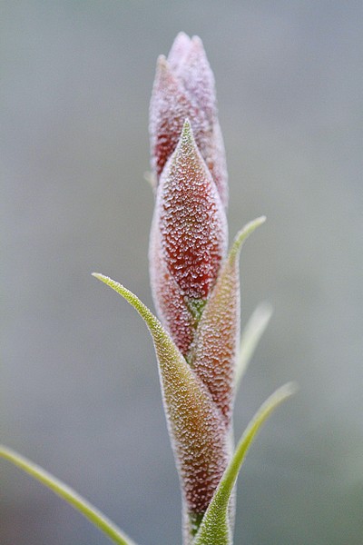 Inflorescence de Tillandsia latifolia