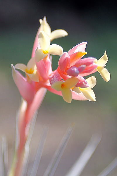 Tillandsia jucunda en fleur