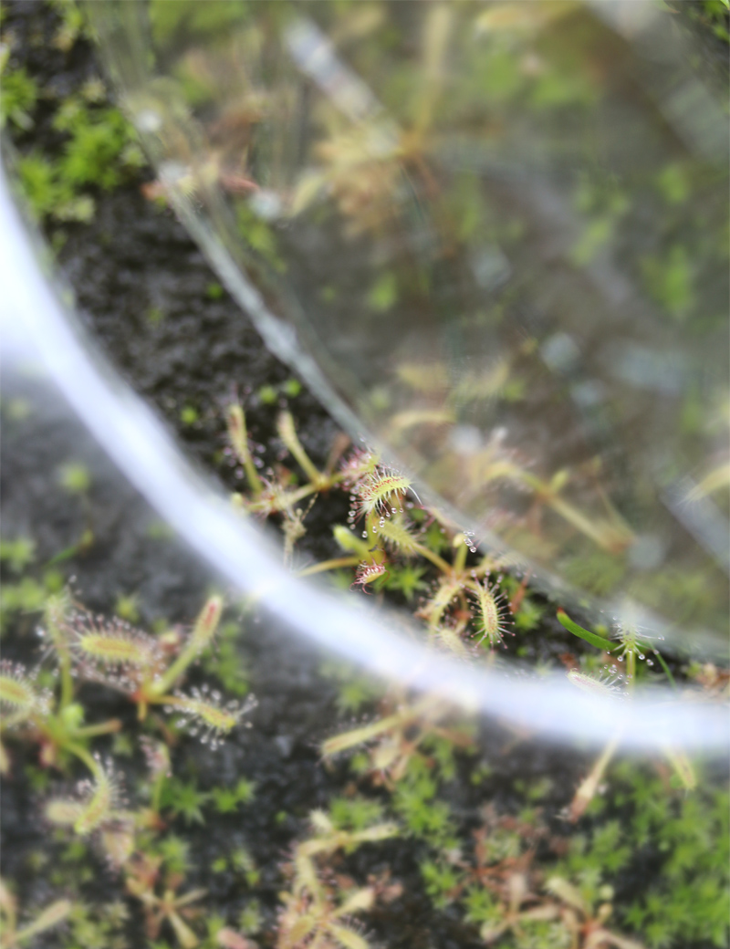 Semis de Drosera capensis en mini-serre