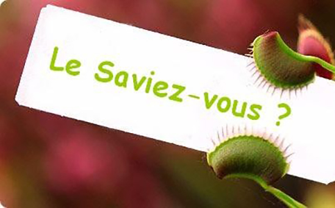 5 infos à savoir sur les plantes Karnivores : Image à la une