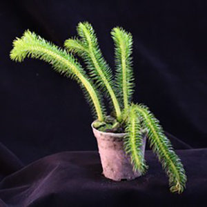 Lycopodium ? Qu’est ce que c’est que ça ? : image à la une