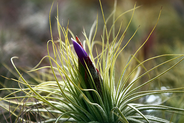 Tillandsia magnusiana en fleur