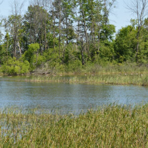 Les plantes carnivores du Nord de l’Ontario : beauté et adaptation extrême : image à la une