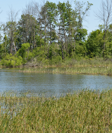 Marais du nord de l'Ontario où l'on retrouve des plantes carnivores