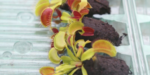 Économisez 6€ sur notre lot de 6 mottes de Dionaea muscipula