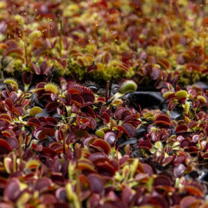 Mini-Mottes de plantes carnivores : image à la une