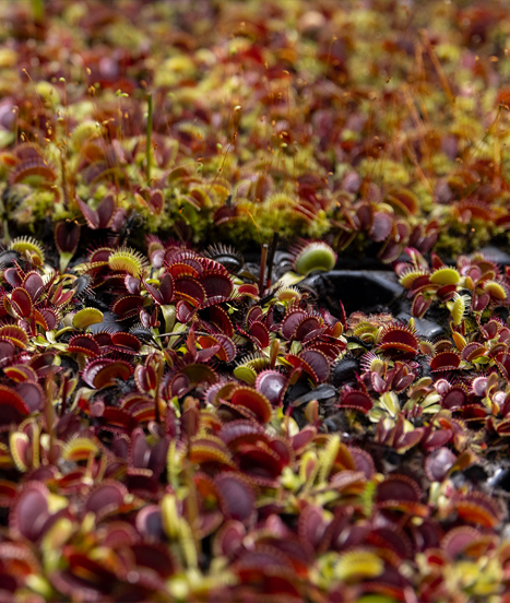 Mini-mottes de plantes carnivores sur Karnivores.com